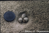 ������ ����� ������